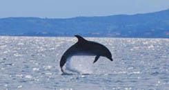 Centro Immersioni Figarolo diving PADI Golfo Aranci - Avvistamento delfini